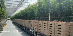 Canaan використовуватиме тепло від майнінгових ферм на потреби теплиць